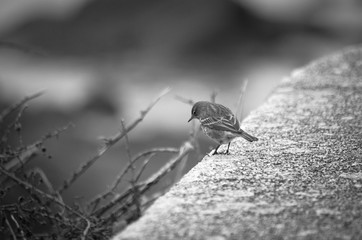 Petit moineau près des ronces .