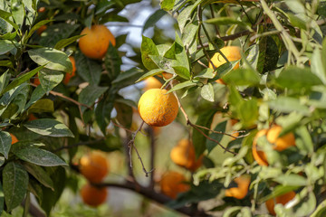 The orange tree