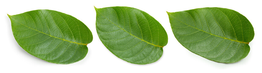 Nut leaves Clipping Path