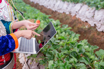 Farmer tribal girl using digital tablet computer in cultivated strawberry crops field. Modern agricultural concepts. Hill tribe woman.