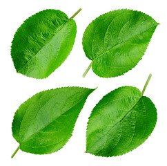 Apple leaf isolated