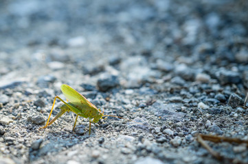Tettigonia viridissima, grasshopper lays eggs in stony ground.