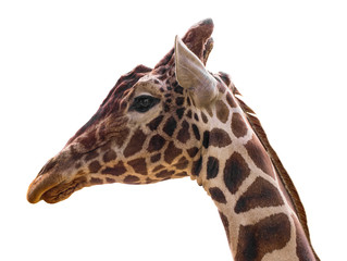  giraffe isolate on white background with clipping path