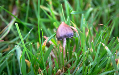 A liberty cap mushroom (Psilocybe semilanceata), known for its hallucinogenic properties, grows in a grassy field in Shropshire, England.
