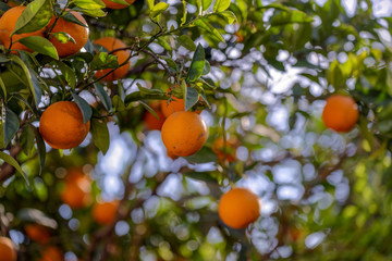 The orange tree