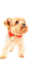 Portrait of a Yorkshire terrier
