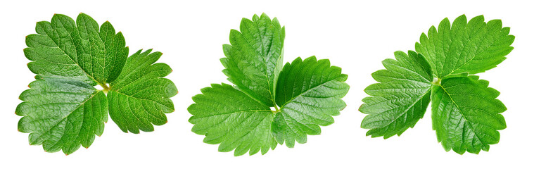 Strawberry leaves Clipping Path