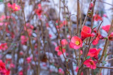 small red flowers on the branches of a bush