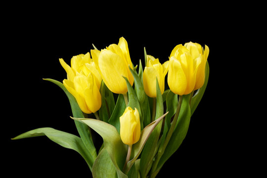 Yellow tulip flowers on black background