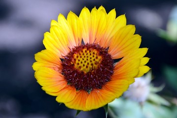 Charming flower of gaillardia in a garden macro.