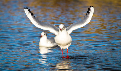 A juvenile black-headed gull (Chroicocephalus ridibundus) takes flight from a pond in Shropshire, England.