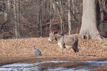 The Donkey and The Guineafowl