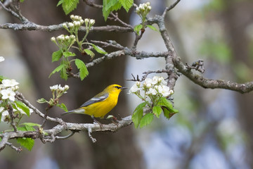 Glowing Golden Blue-winged Warbler