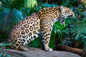 An adult jaguar (Panthera onca) among jungle vegetation yawns, revealing a pink tongue and massive teeth.