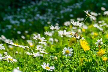 Chamomile field, bees pollinate chamomile