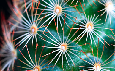 A small green cactus with bright orange spines is photographed up close in high detail.