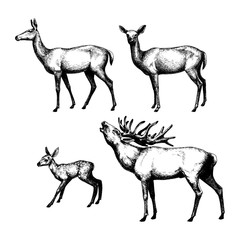 Fototapeta premium Set of graphic, shaded deers