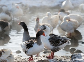 Geese in the winter .ardahan/turkey