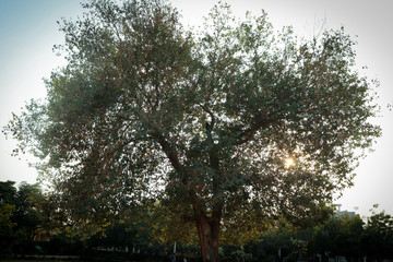 Heart shaped tree with sun behind it.