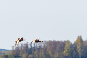 Pair of Greylag geese flying in the sky at spring