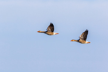 Two Greylag geese in a side view at the sky