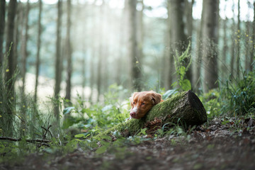 dog in the forest, walk with a pet. Spring mood
