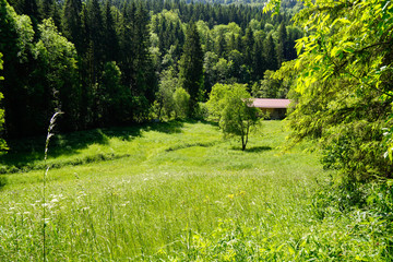meadow in summer of black forest