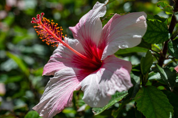 Hibiskusblüte an einem großen Busch © PIXI