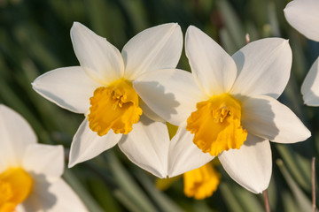 sunlit daffodil duo