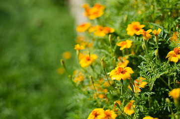 Orange juice flowers grow in the fresh air