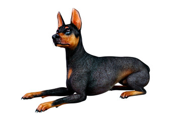 3D Rendering Doberman Dog on White