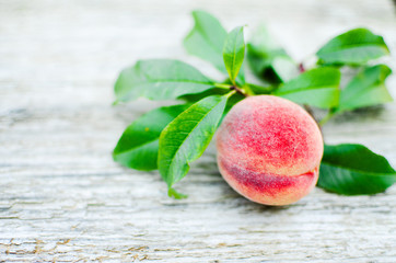 The big fruit reached a peach grows on a branch