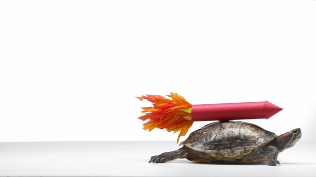 turtle with red paper rocket on shell crawling sideways isolated on white