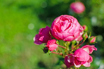 Blooms fragrant pink rose