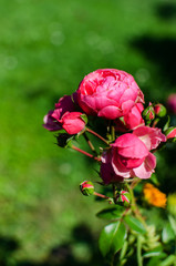 Blooms fragrant pink rose