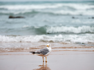 seagull at the beach in Vila Do Bispo