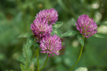 clover blooming with pink flowers on lawn