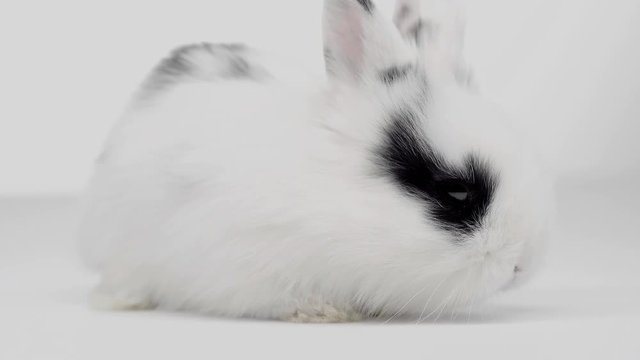 cute rabbit with blak spots sitting on table on white background