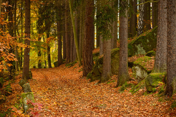 Polish golden autumn, a path in the park covered with falling leaves from trees.