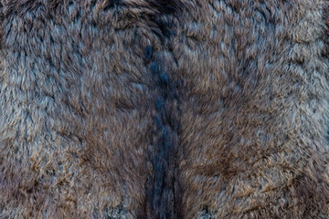Background from the skin of a bear.