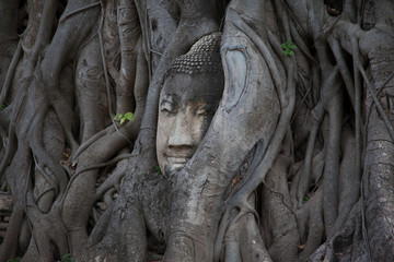Stone head of Buddha surrounded by bodhi tree's roots
