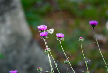 erbe e fiori di montagna 