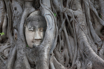 Stone head of Buddha surrounded by bodhi tree's roots