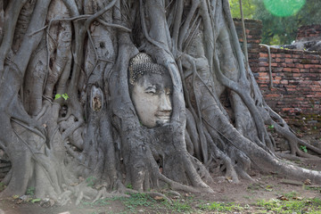 Stone head of Buddha surrounded by bodhi tree's roots