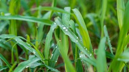 Fresh Green Blades of Grass