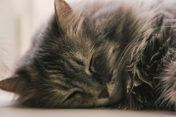 Sleeping grey fluffy cat