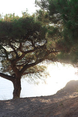 Fototapeta na wymiar Beautiful green tree and a coastline