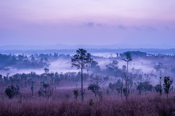 Thung Salaeng Luang National Park, Dramatic shine silhouette tree colorful warm above mountain at Phetchabun Province,Thailand