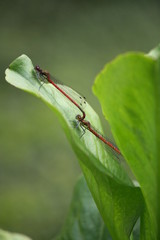 Insekten