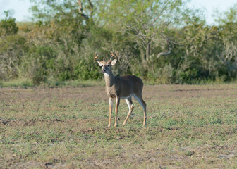 Deer Herd Texas